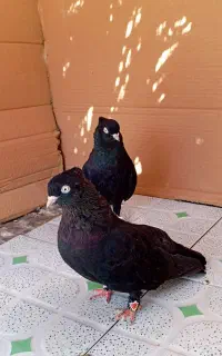 زاغ اصلی