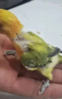 جوجه کوتوله برزیلی پاستیلی
