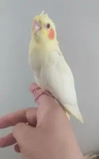 جوجه عروس