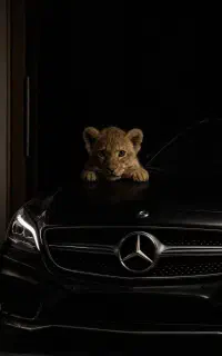 آگهی کار در داروخانه دامپزشکی