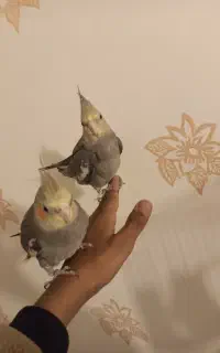 دوعددعروس هلندی آماده سخنگو کردن جفت نر