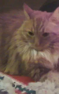 واگذاری گربه پرشین