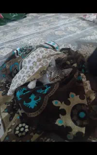 بچه گربه