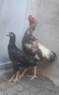 مرغ وخروس لاری اصل افغان
