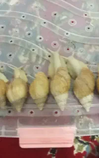 فروش حلزون آلبینو