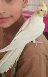 عروس هلندی گمشده
