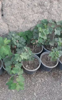 فروش نهال گلدانی مو عسگری دوساله (ریشه پر)