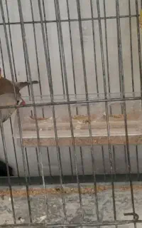یک جفت فنج مولد