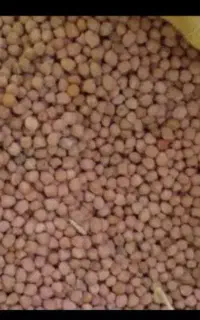 نخود قرمز لپه