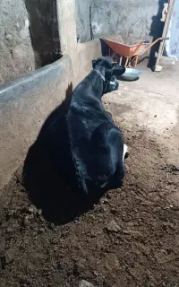 گوساله نرهفت م