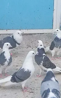 کفتر ابلغ