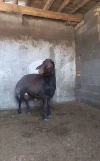 شیشک قوچ