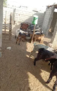 کهره نر بز