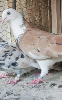 کفتر کبوتر کلکسیون شازده سرور هما زرد پرشی ۲۱ عدد