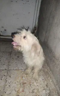 سگ پاکوتاه بامزه