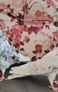 کبوتر سرور پلنگی و شازده سرور