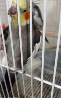 دو جفت عروس هلندی مولد چهار میلیون