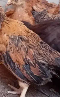 جوجه مرغ. خروس محلی نژاد دار