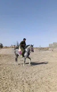 اسب تک تاز