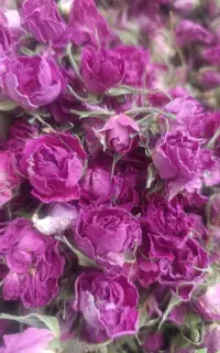 فروش غنچه گل محمدی