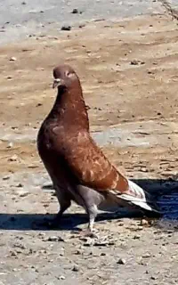 ۱۱کبوتر ۴تاماده ۴تا جوجه  ۳نر یکجا دونه ۲۰۰مقطوع