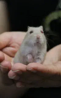 همستر مینیاتوری