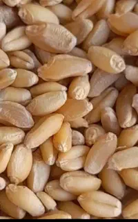 گندم بدون بوجاری