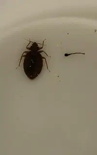 سمپاشی باضمانت ساس سوسک موش