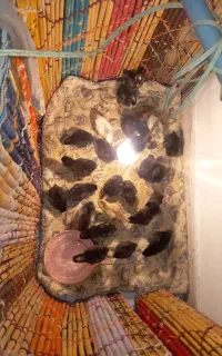 کوردی
