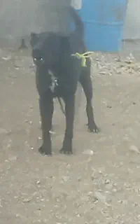 واگذاری دوعدد سگ