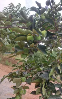 فروش سر درختی خرمالو و انار