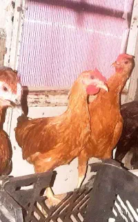 ۴خروس کوردی جوان