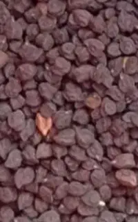 قَره نُخود