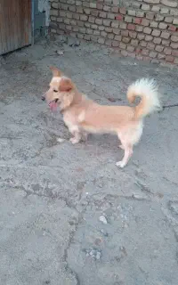 سگ پیدا شده