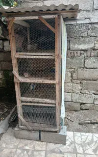 قفس کبوتر و مرغ سالم