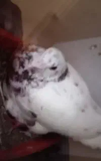 سار رو تخم گم شده