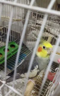 عروس هلندی نر