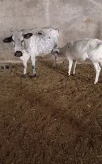 فروش گاو. گوساله ۶ماهه سه ماه اسپر شده