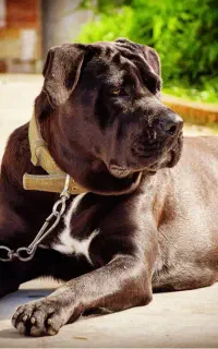 فروش سگ کن کورسو