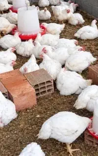 مرغ گوشتی بدون دارو