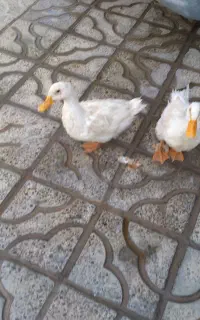 اردک