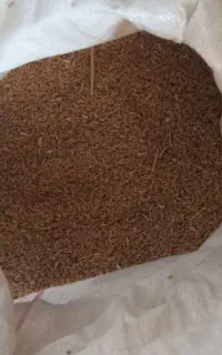 گندم