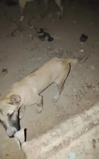 توله سرابی اصیل سرپنجه دار