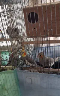 عروس هلندی