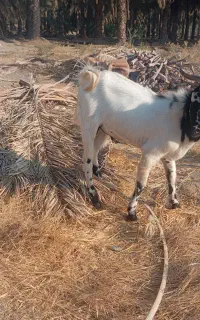 چپشت 1 سال و نیم