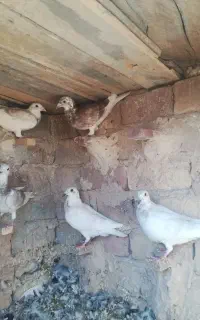 گم شده جوونه سار اوغون