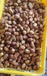 خرمای زاهدی امسال
