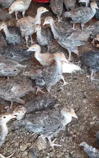 جوجه بوقلمون  برنز  ۳  ماهه