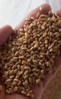 ۱۵ تن گندم سیروان