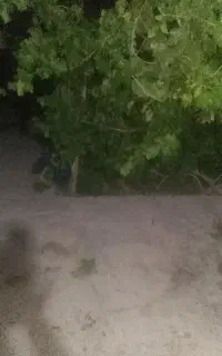 طبیعت وکوه گردی